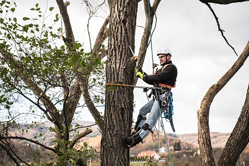 émondeur en action entrain de couper une branche